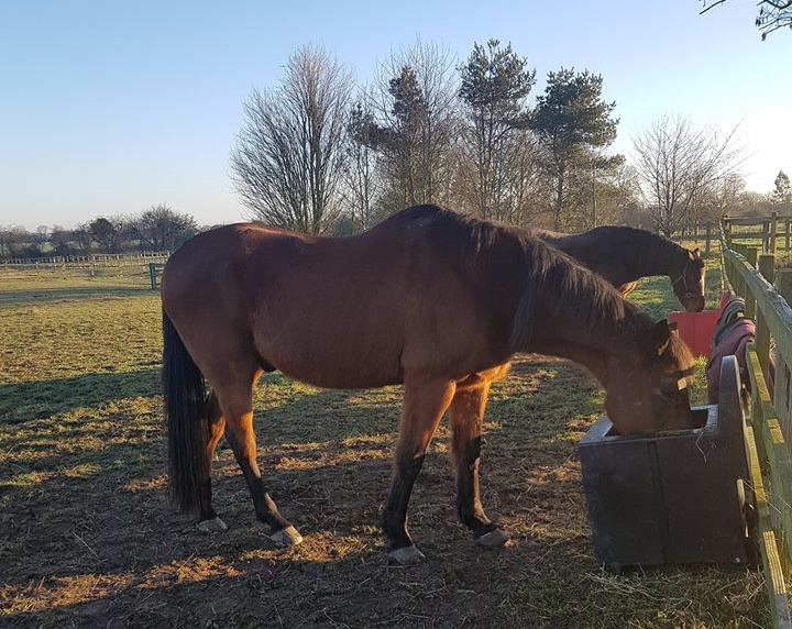 Hay feeding 5