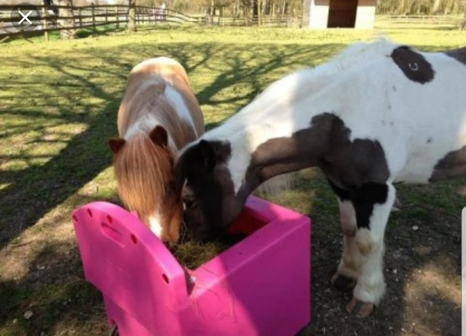 Hay feeding 2