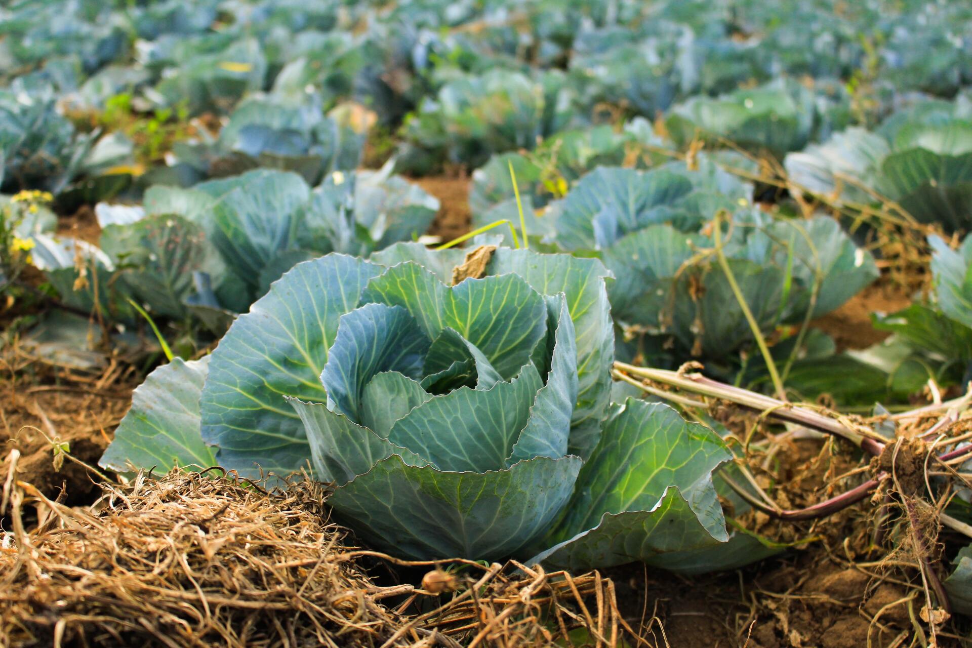 A field of cabbage plants growing in the dirt.