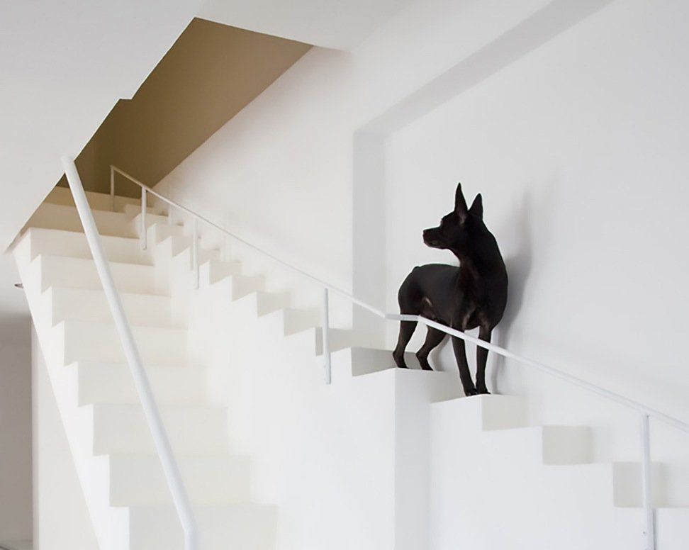 This dog has its own stairs Separate stairway for dog