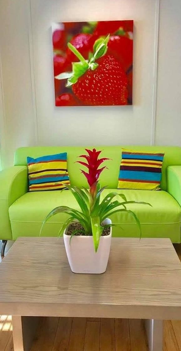 flower plant display