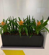 flower plant 2