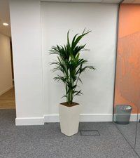 flower plant 3