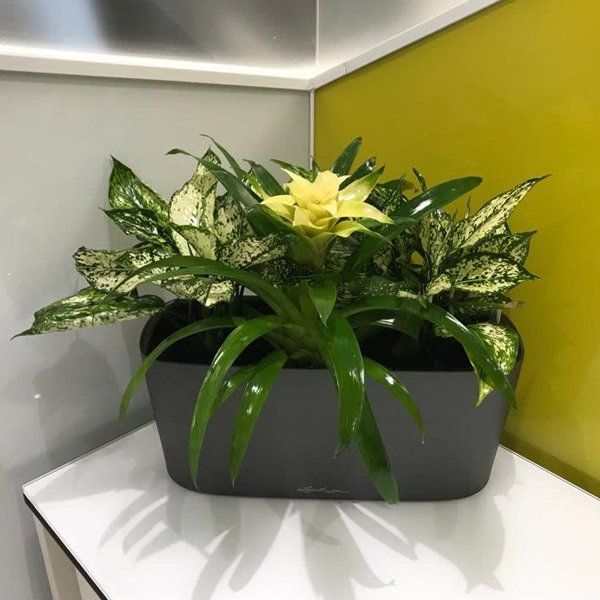 plant