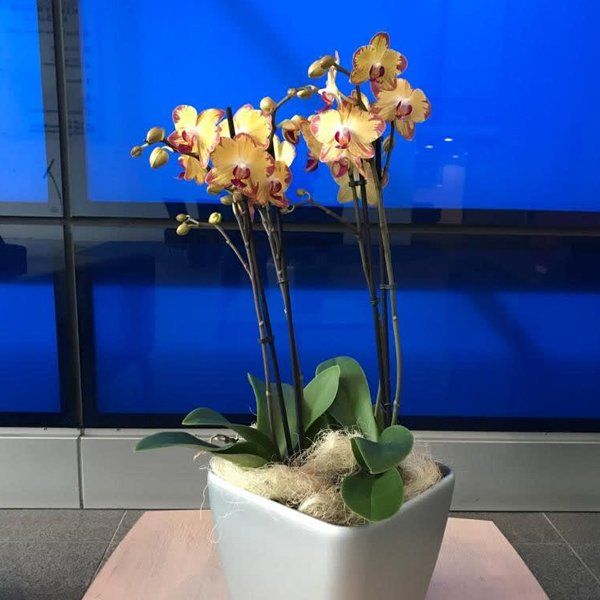 flower plant 1