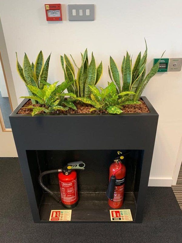 plants