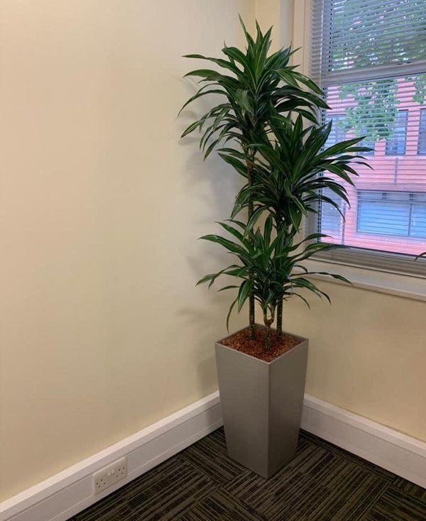 Interior plants