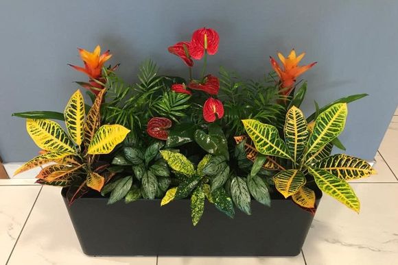 flower plant