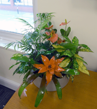 Office plant displays