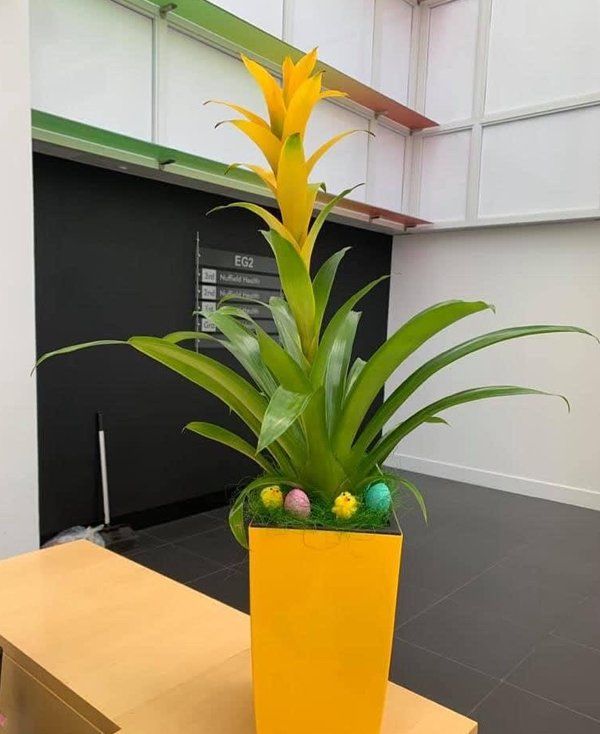 splendid interior plants