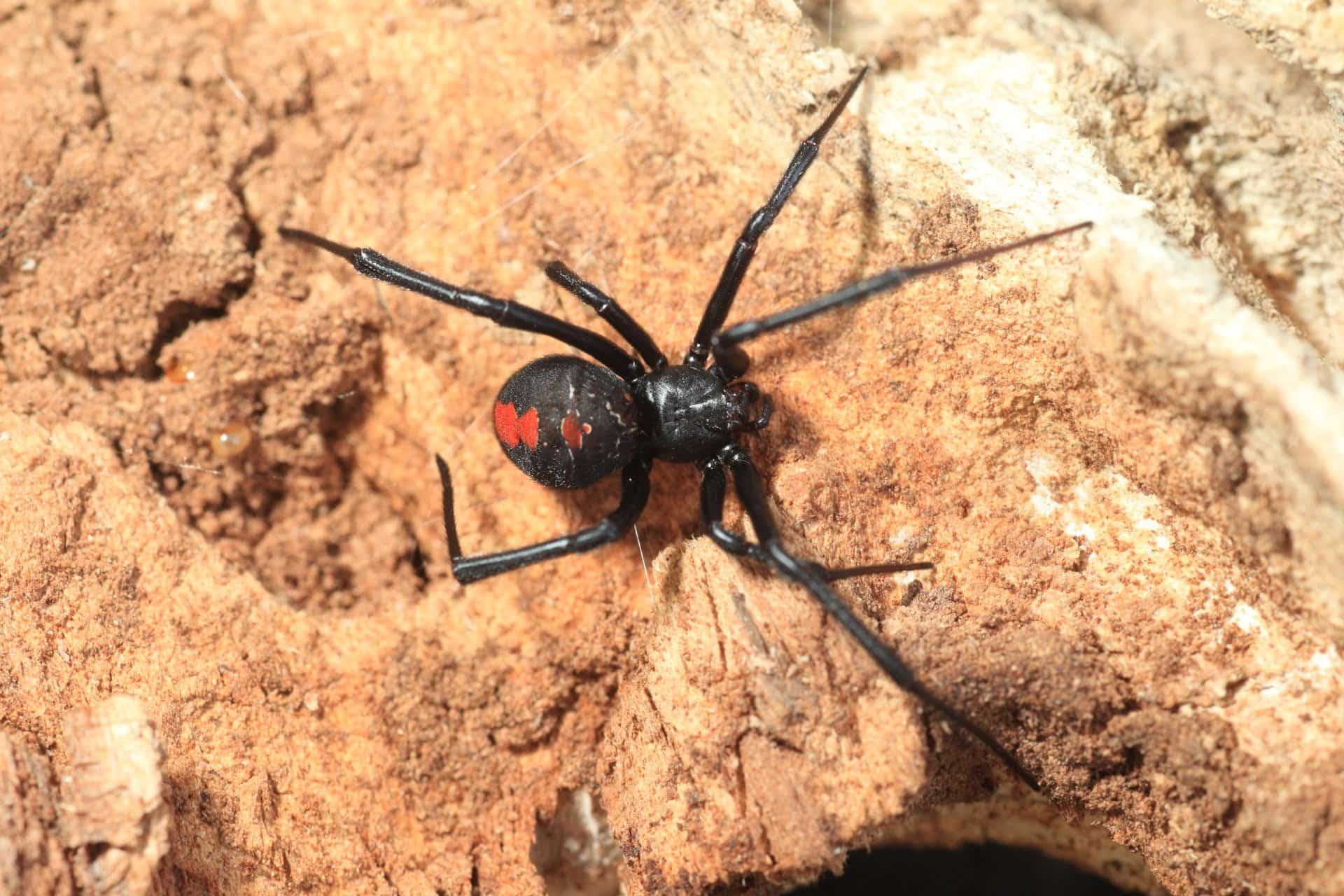 Red-Back Spider - Pest Control in Mudgee NSW