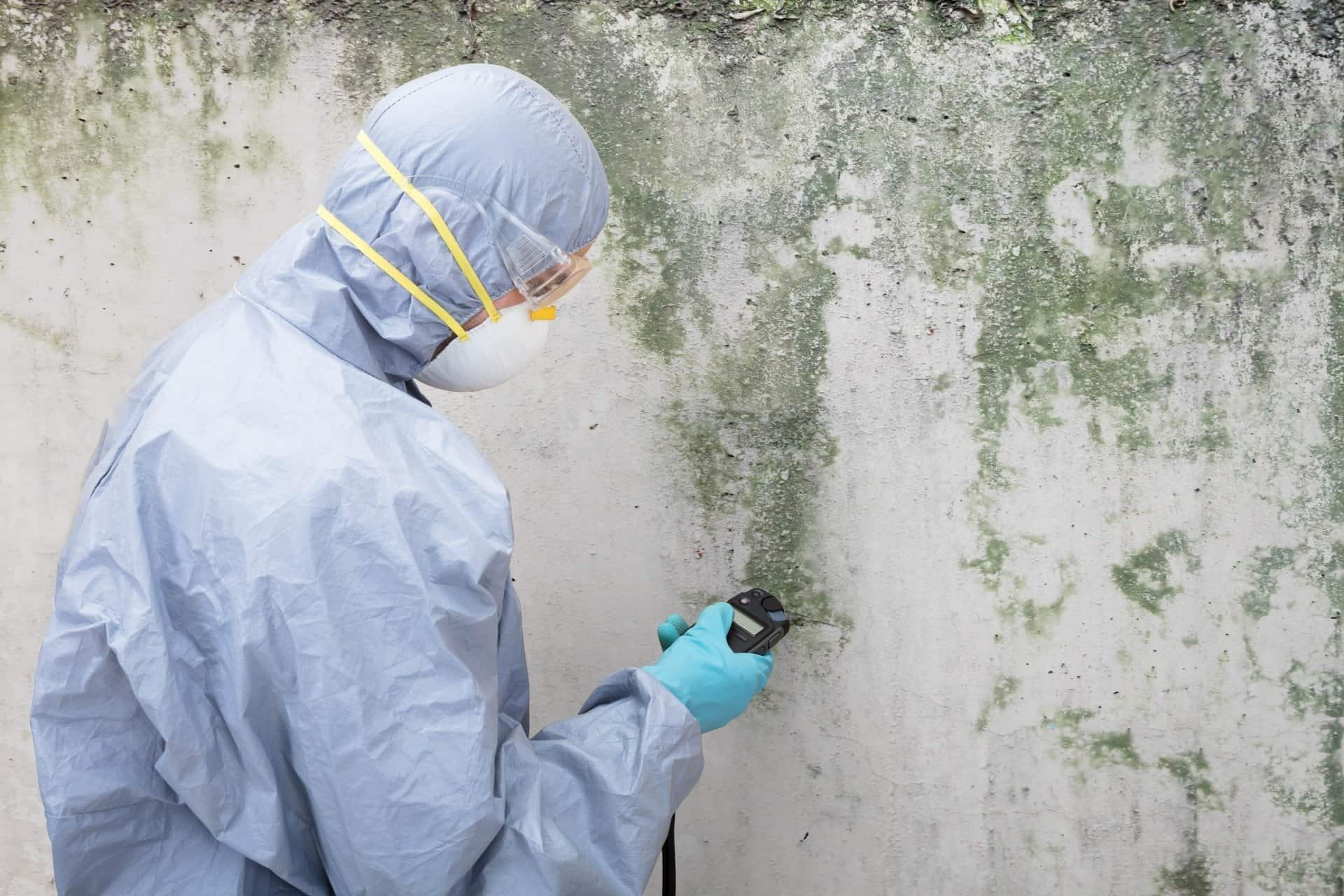 Pest Control Investigating termite Damage - Pest Control in Mudgee NSW