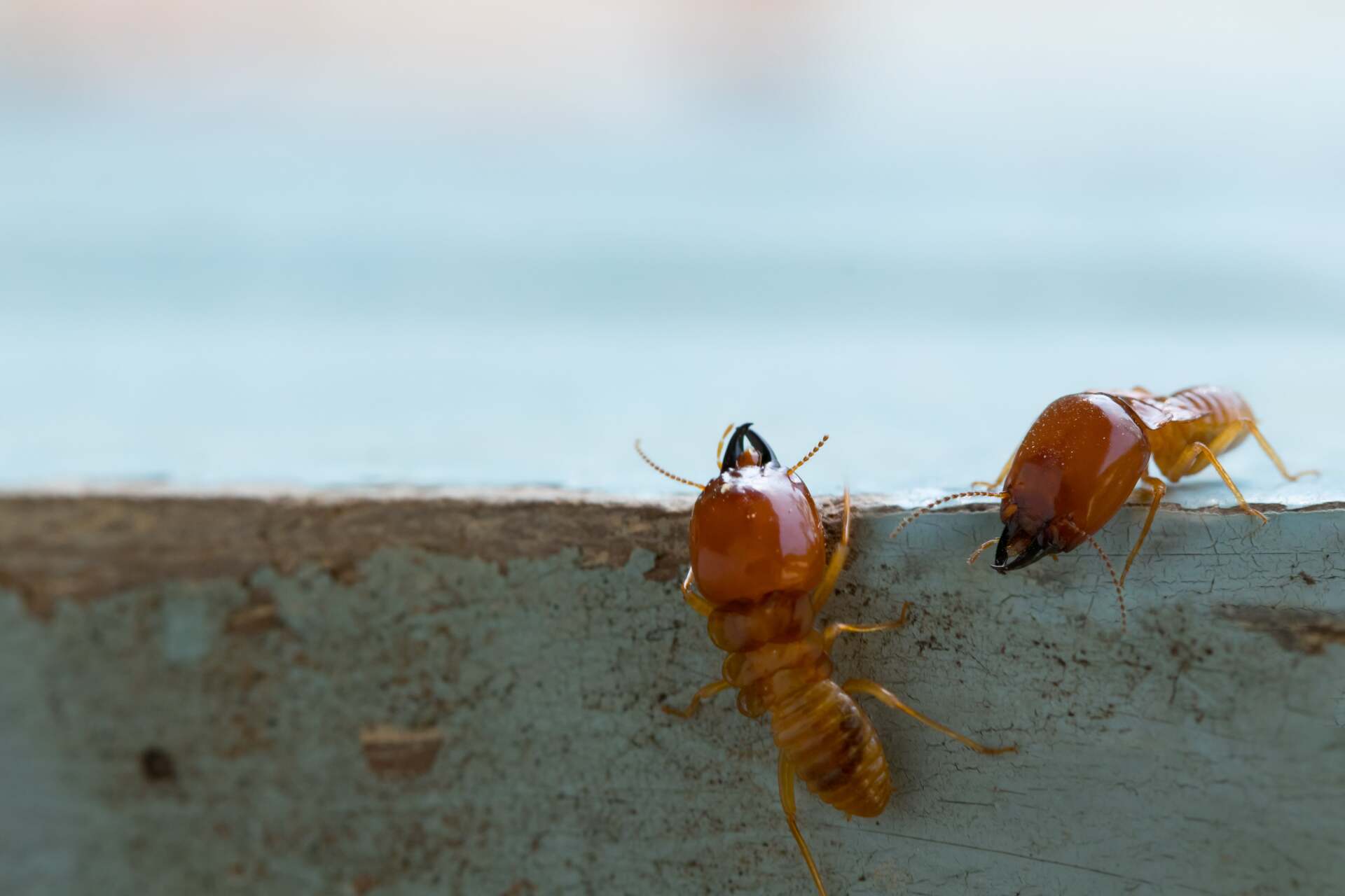 Termites - Pest Control in Mudgee NSW