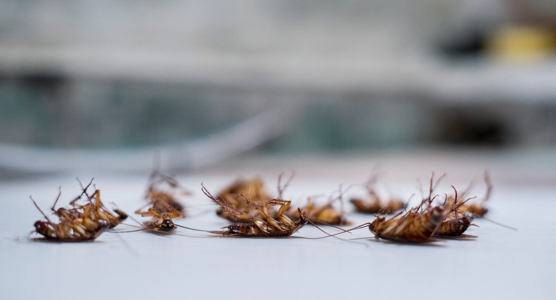 Dead Cockroaches - Pest Control in Mudgee NSW