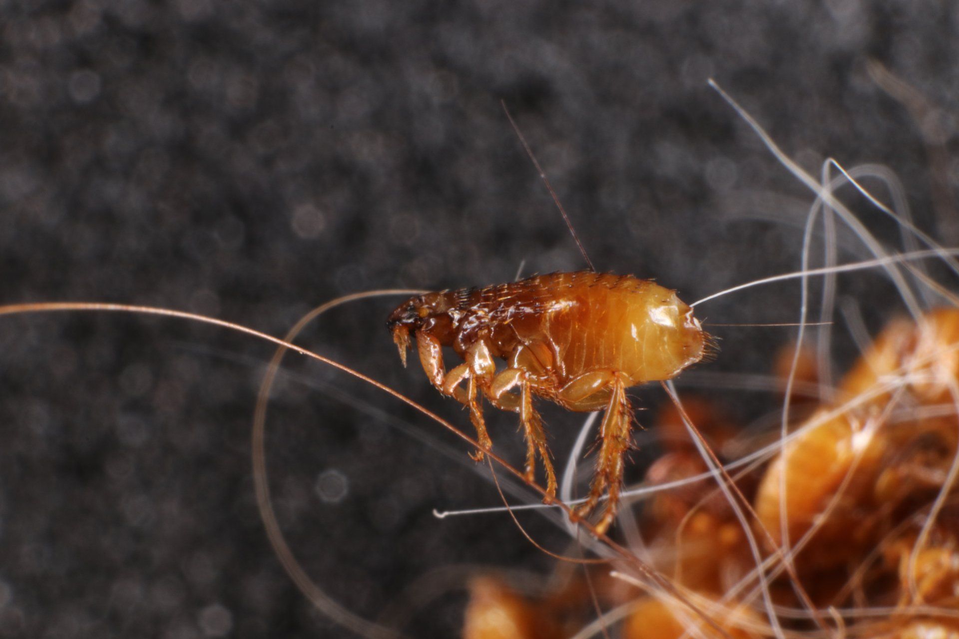 Flea - Pest Control in Mudgee NSW