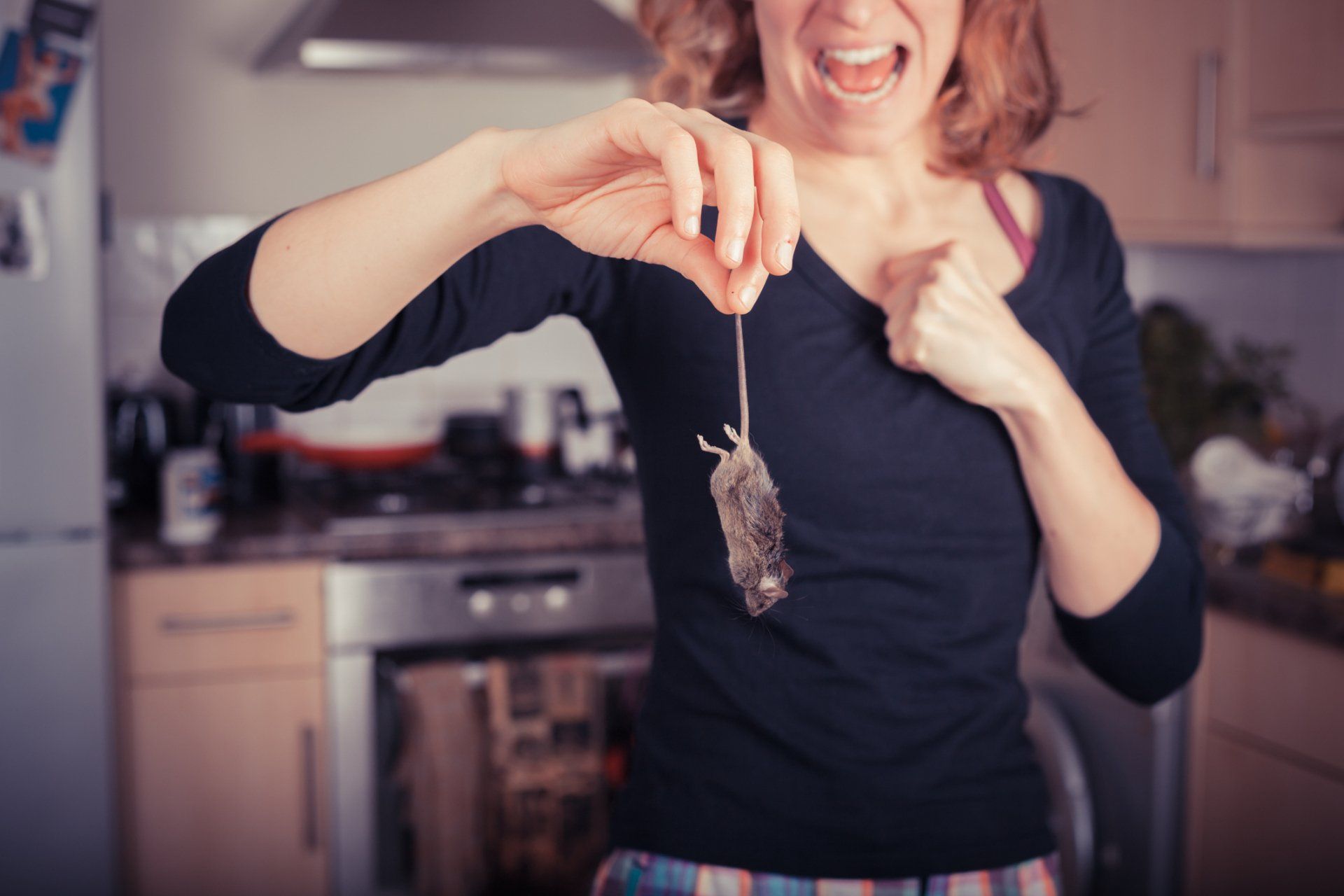 Mice and rodent control Houston