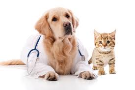 Puppy and Kitten, Rothman Animal Hospital, Collingswod, NJ