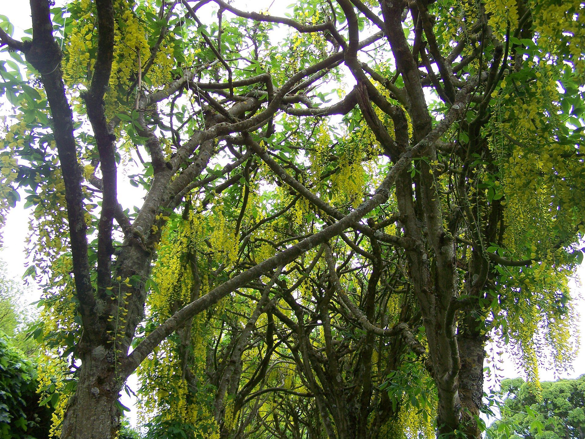 Trees ©Libby Day Design