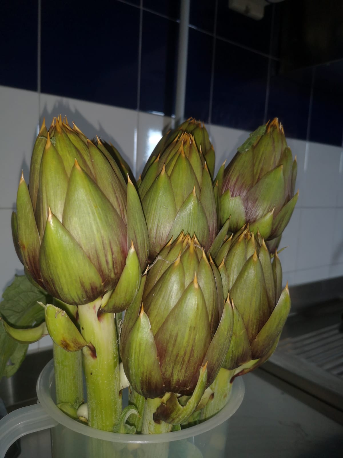 spiny artichokes of Sardinia