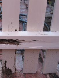 White fence destroyed by termites