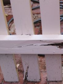 Termites eating wooden fence