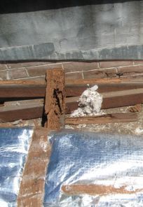 Termites eating away at wood
