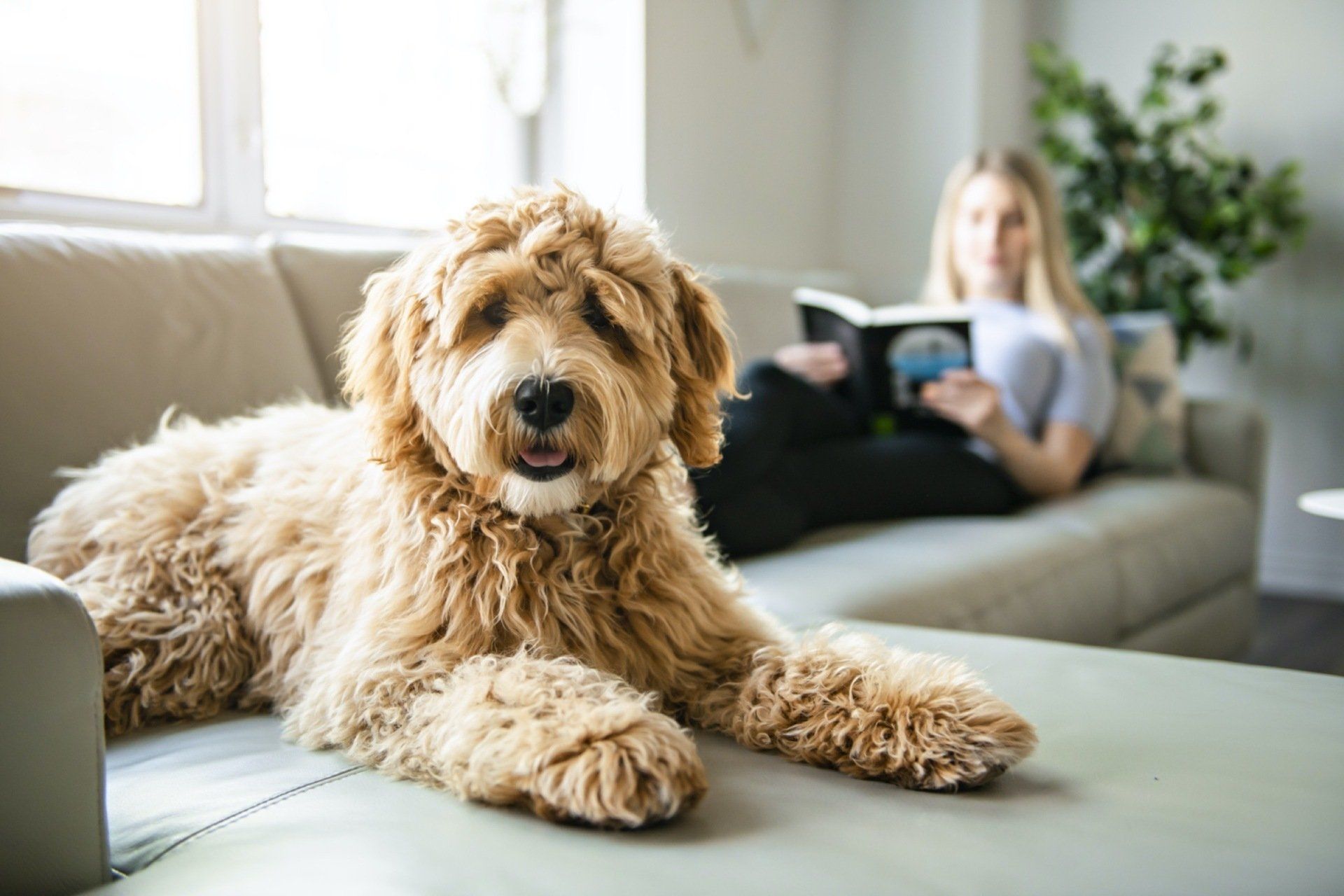 Happy Pets