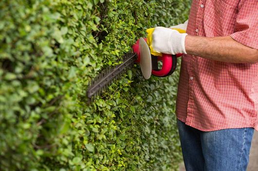 hedge trimming