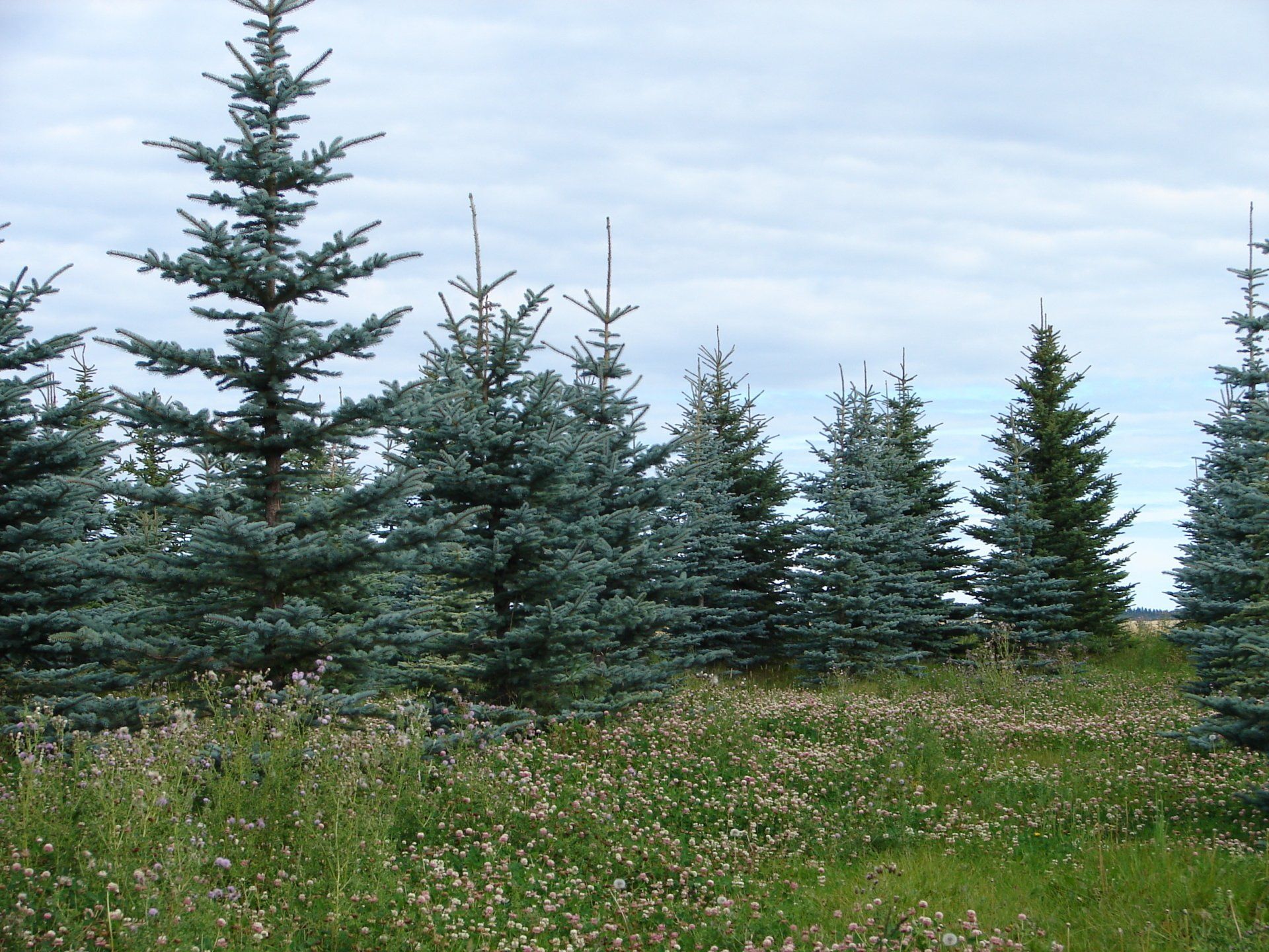 A row of trees in a field with a cloudy sky in the background