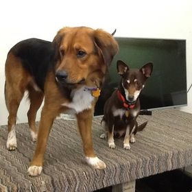 Picture of the Owners' Dogs