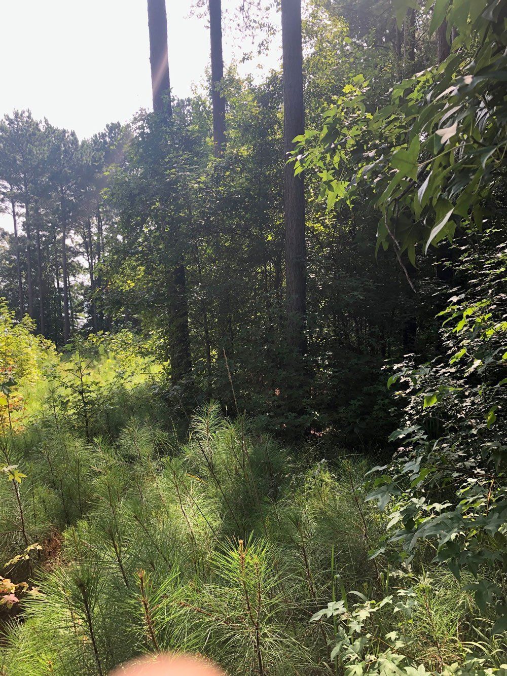 Before Lot Clearing — Greenwood, SC — Kinard's LLC