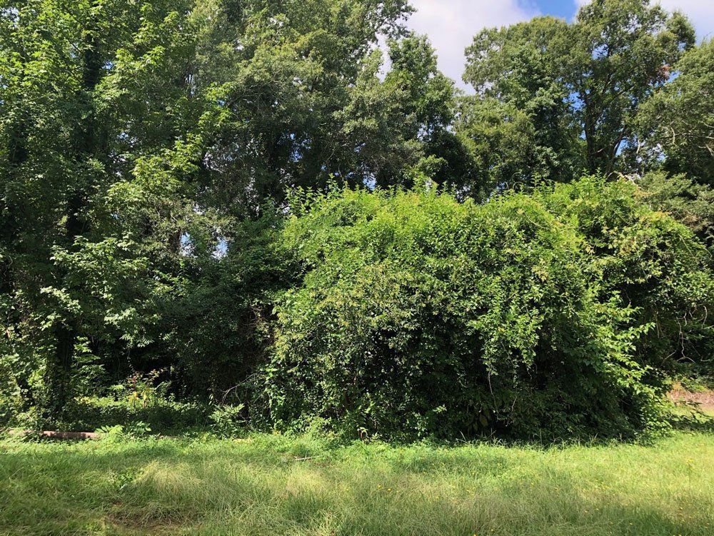 Before Land Clearing  — Greenwood, SC — Kinard's LLC