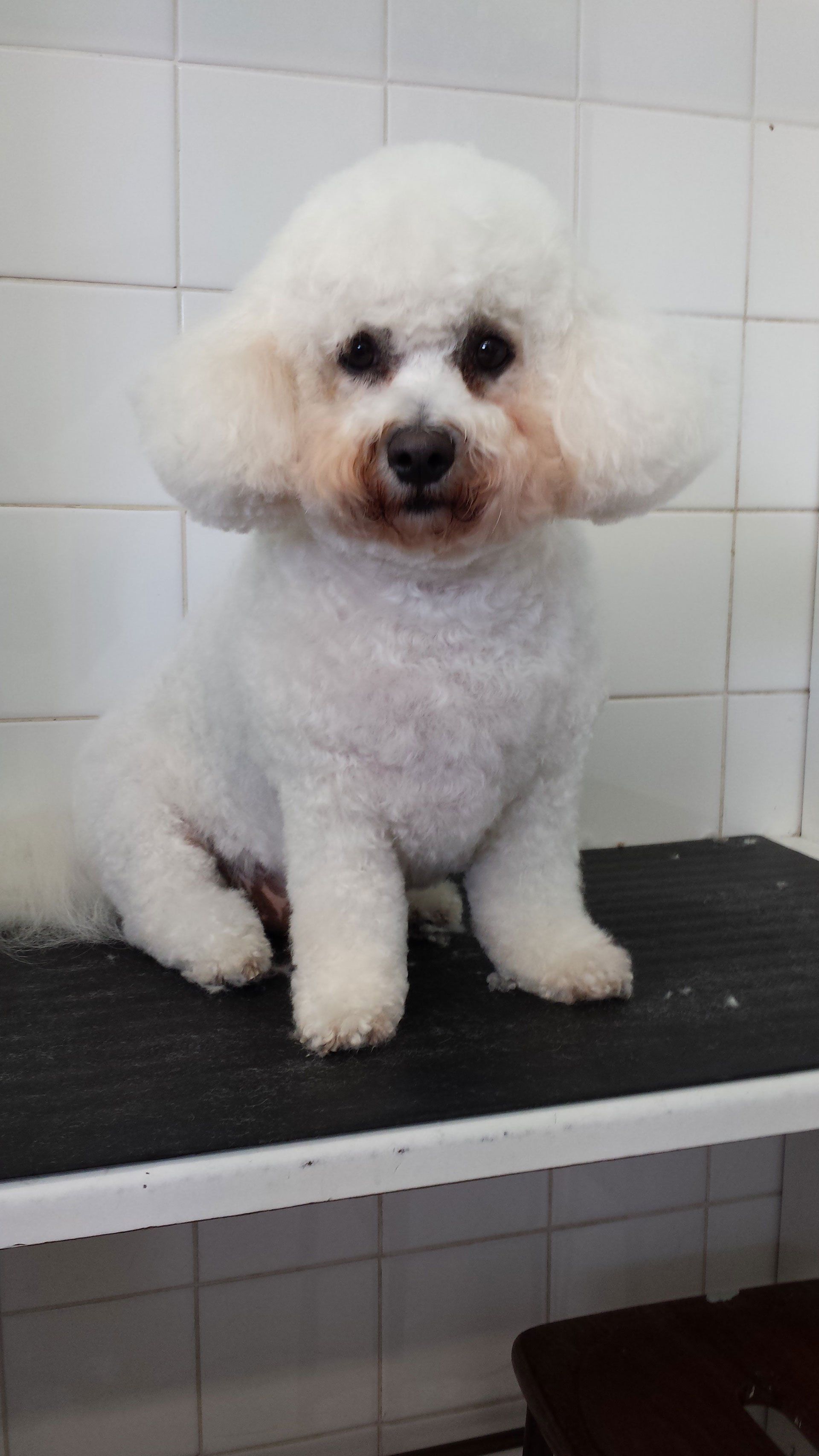 pet hair trimming
