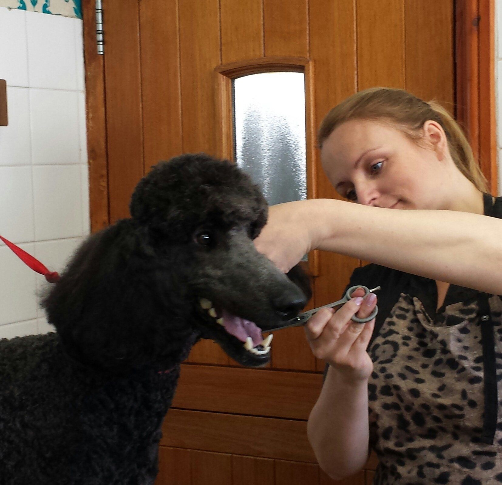 fur trimming for a dog