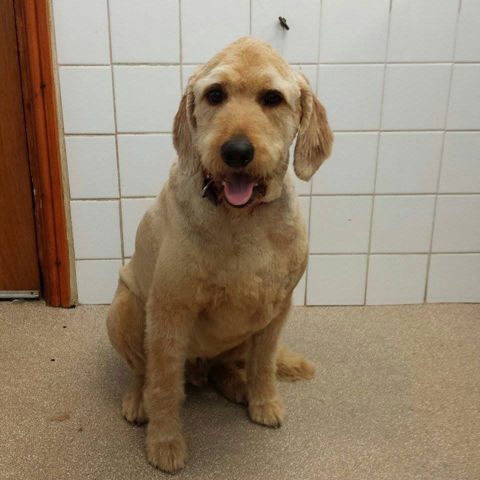 a Labrador at the grooming store