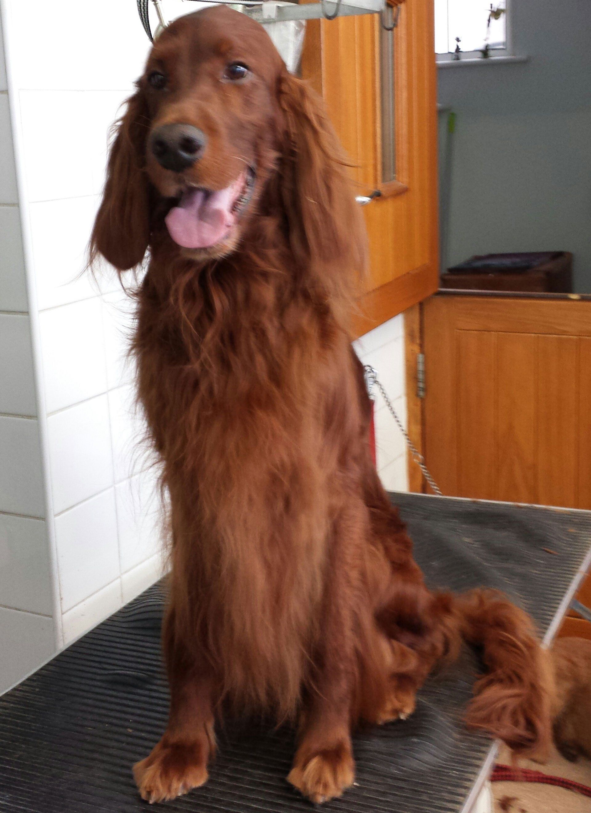 a beautiful dog