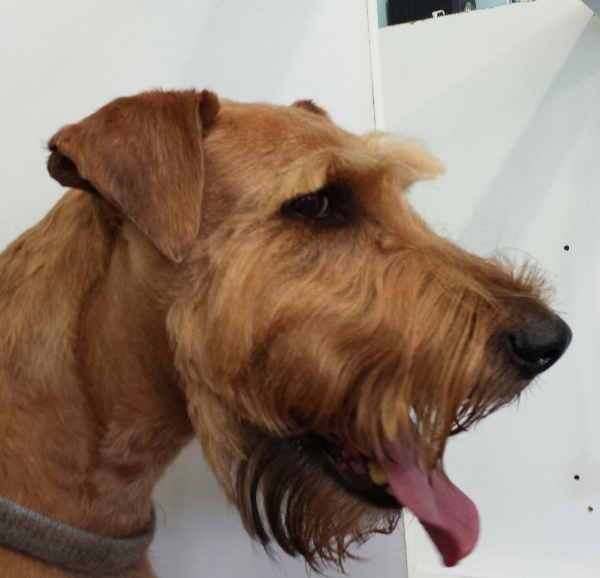 a close up image of a dog