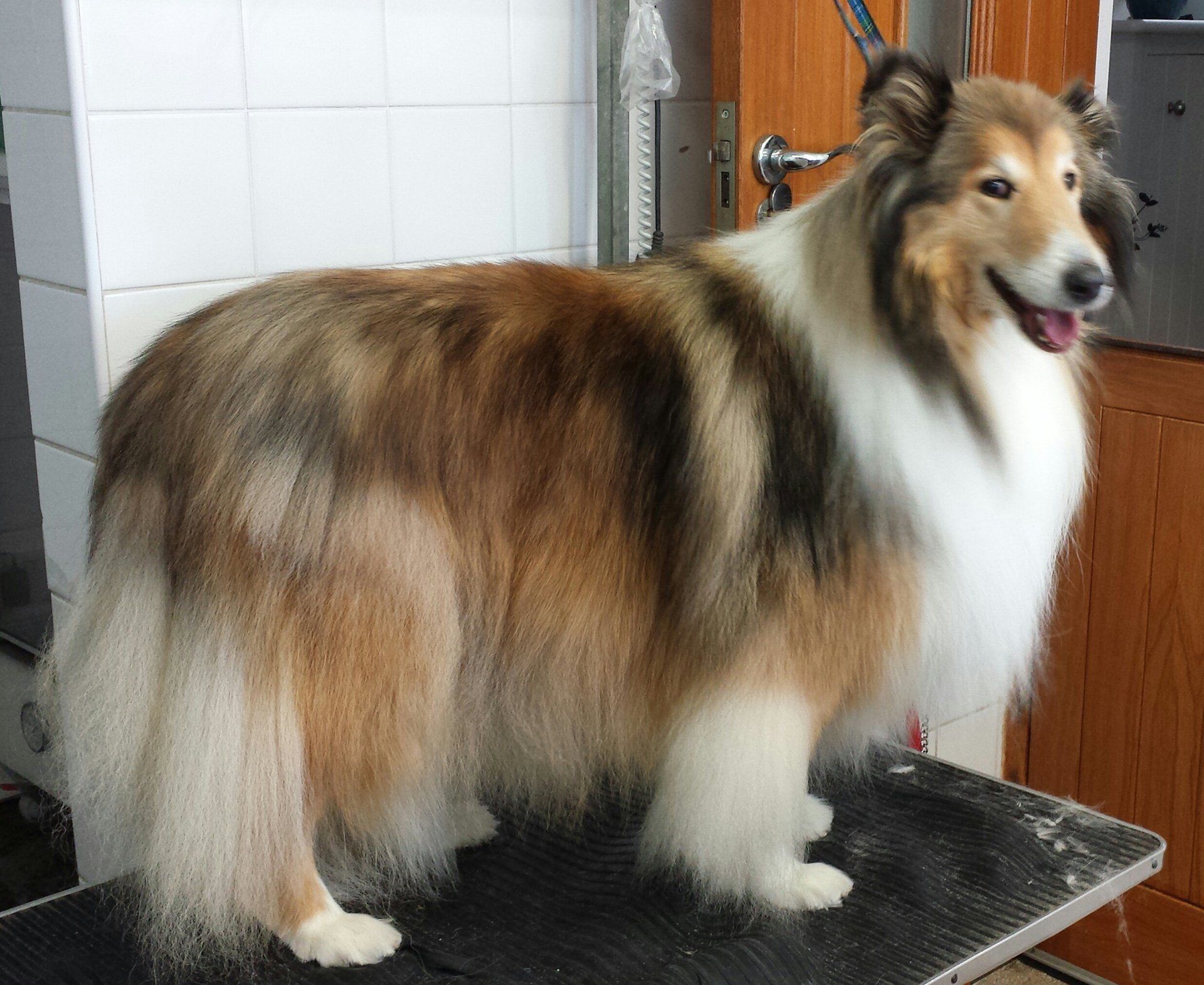 a heavily fury dog