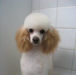 furry dog at a fur trimming centre