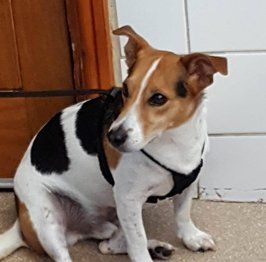 a dog at a grooming centre