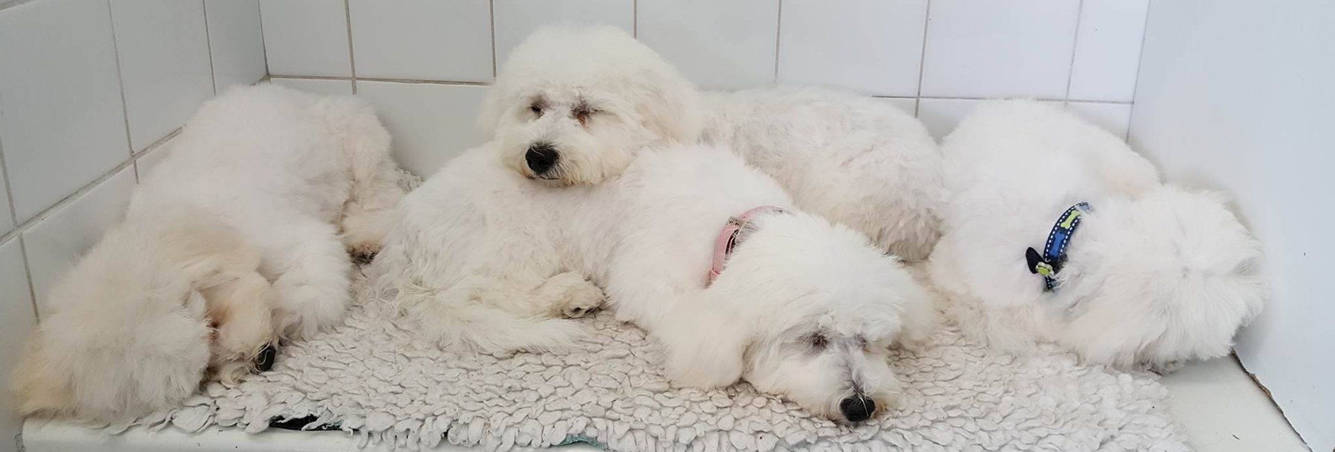 cute furry puppies sleeping over each other