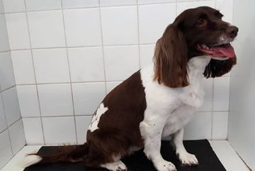 friendly dog grooming services