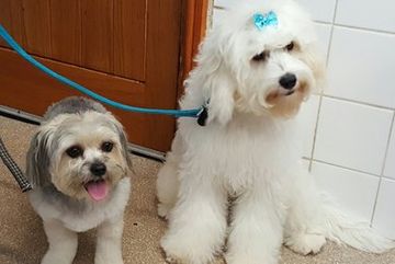 two furry dogs tied to their leashes
