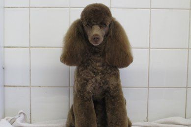 professional pet grooming service