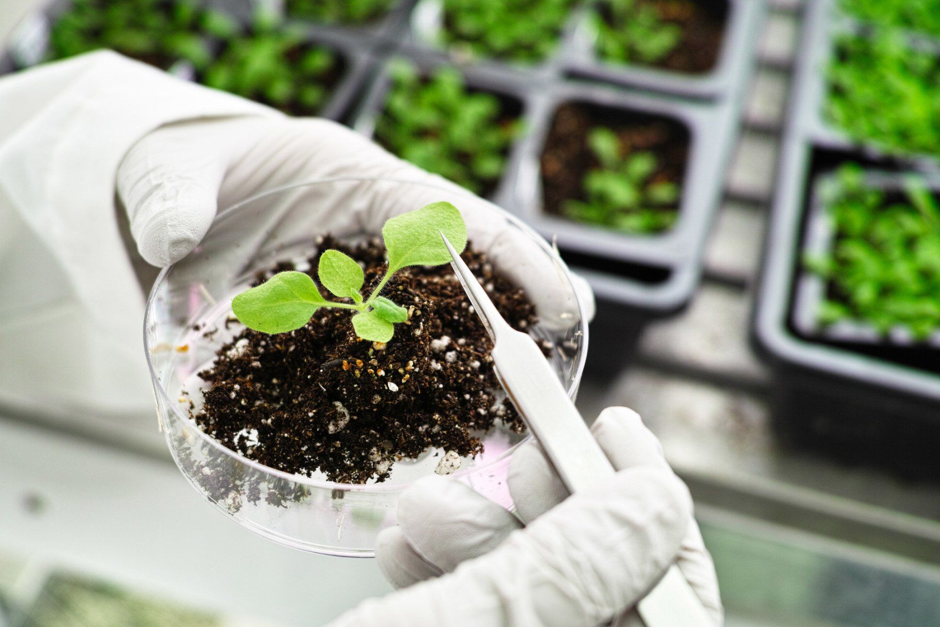 Plant Research — Martinez, GA — Ken Buffington Attorney at Law