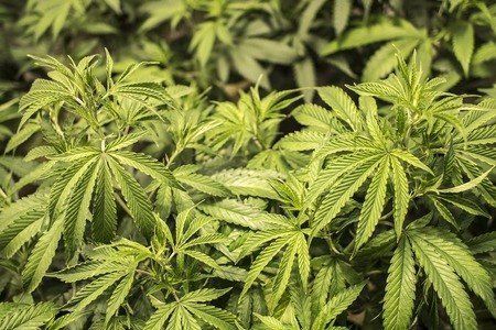 cannibas and dental care