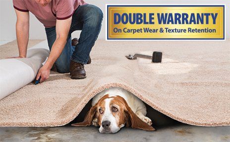 Person rolling out beige carpet with beagle under it; ad says “DOUBLE WARRANTY” on wear and texture retention