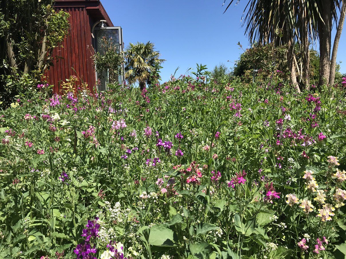 A field of purple and white flowers with a mahogony building in the background.