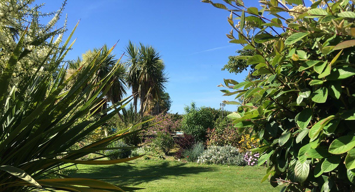 A garden filled with lots of plants and trees on a sunny day.