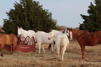 horses in a field
